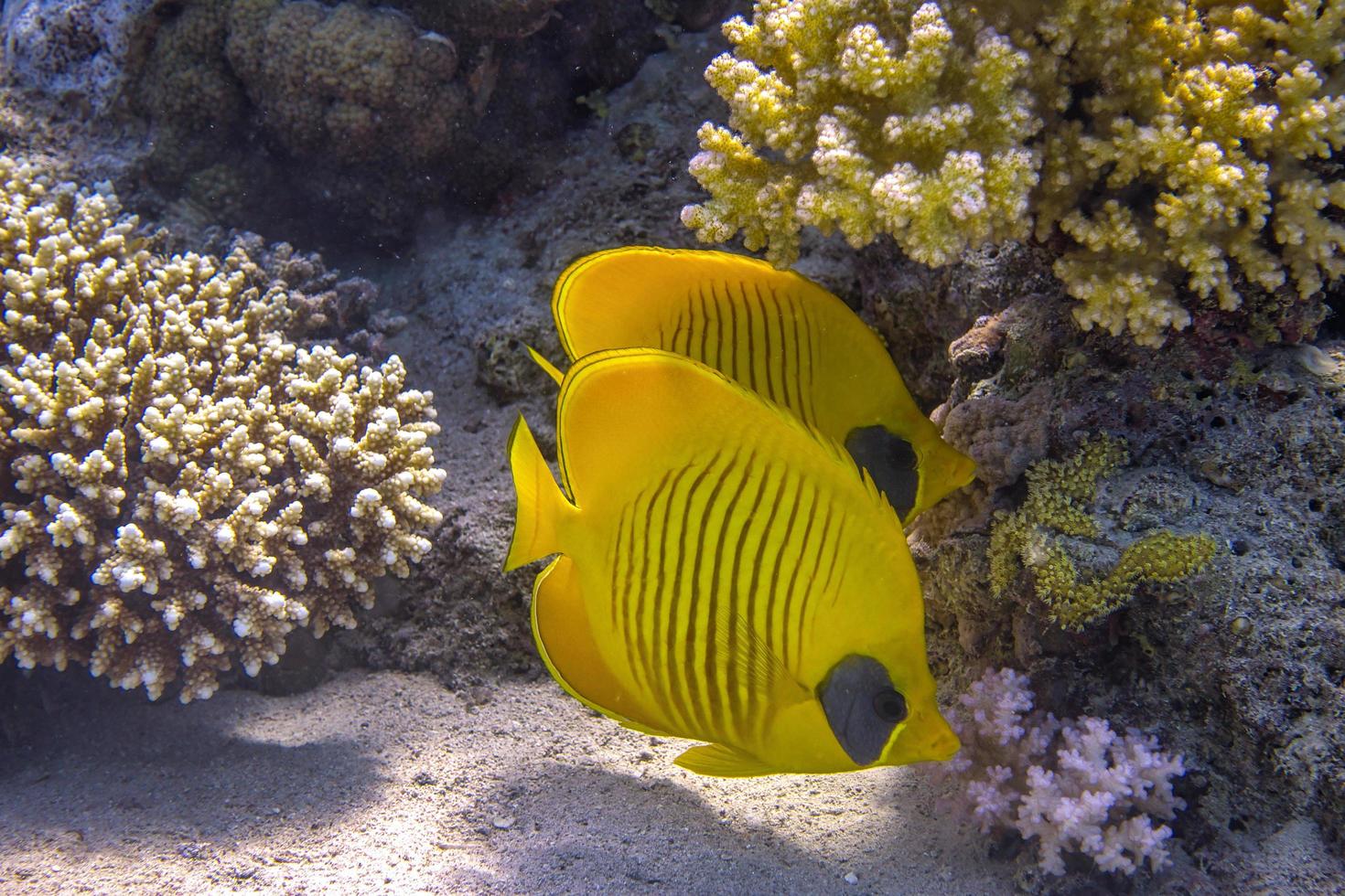 récif de corail et poisson papillon photo