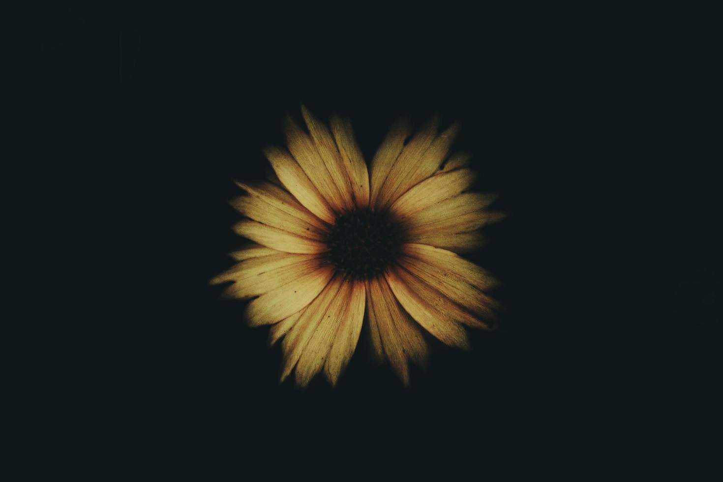 fleur jaune isolée photo