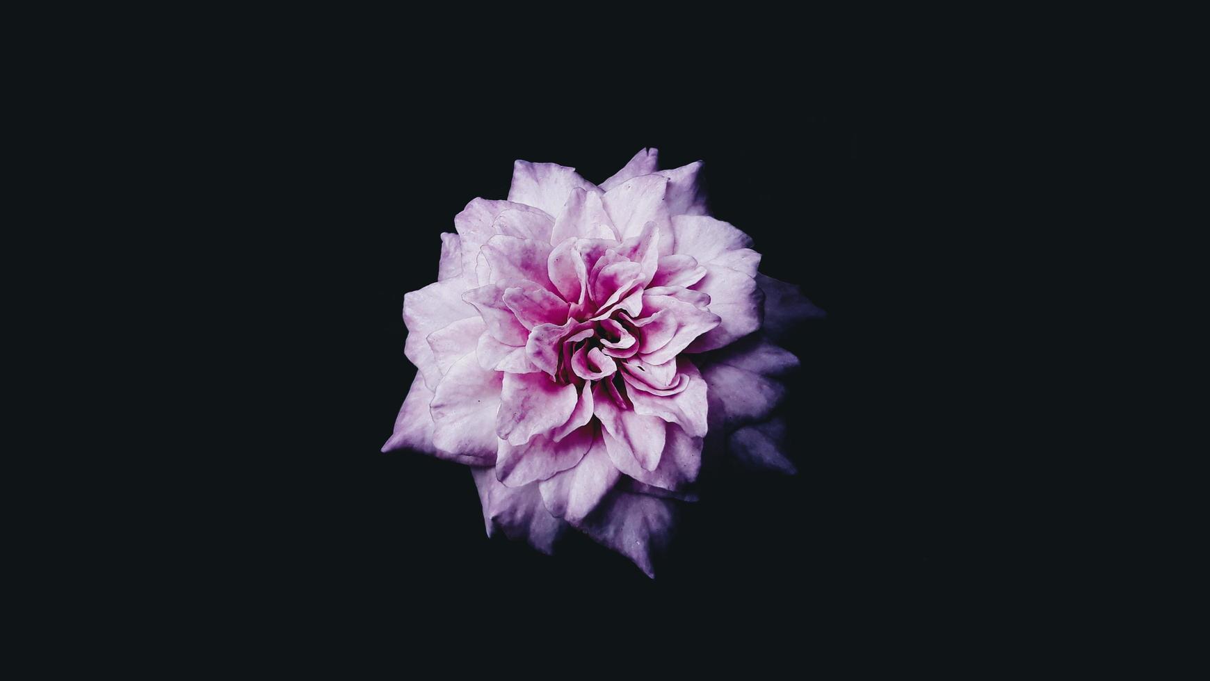fleur pétale rose photo