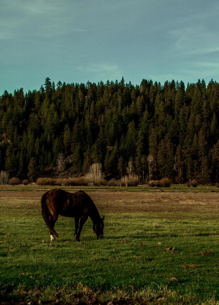 cheval brun debout sur terrain en herbe photo