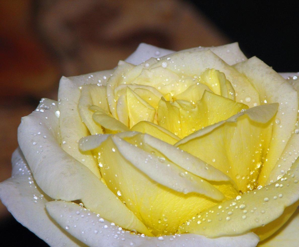 pétales de roses jaunes photo