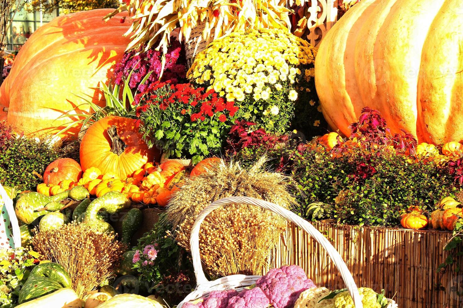 citrouilles et courges biologiques colorées sur la foire agricole. récolte du concept de temps d'automne. plante naturelle d'automne de jardin. décor d'halloween d'action de grâces. fond rural de ferme festive. la nourriture végétarienne photo