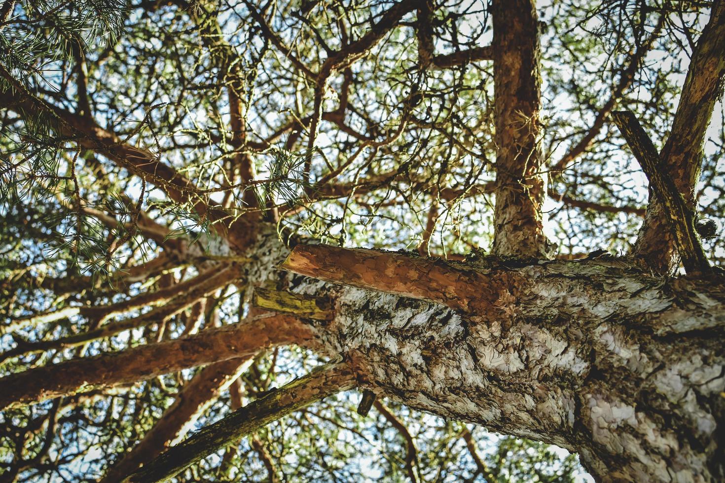 vue au niveau du sol de l'arbre photo