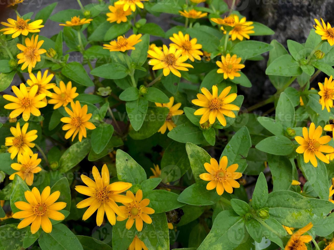 la marguerite au beurre melampodium ou les mini plantes de tournesol sont souvent appelées mini plantes de tournesol. s'est avéré être le bon choix de plantes à fleurs résistantes à tous les temps photo