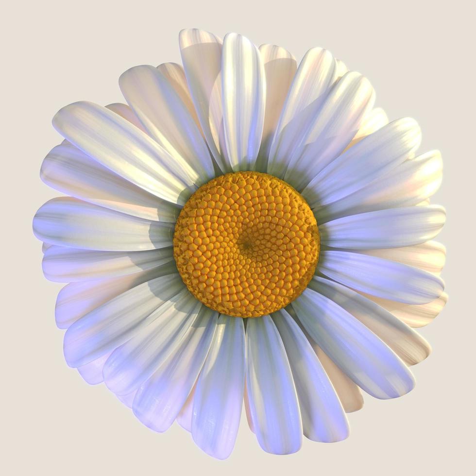 fleur de marguerite avec des fleurs photo