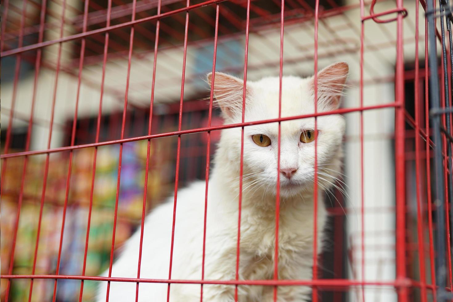 animal mignon. animalerie traditionnelle, adorable chat blanc dans une cage en métal photo