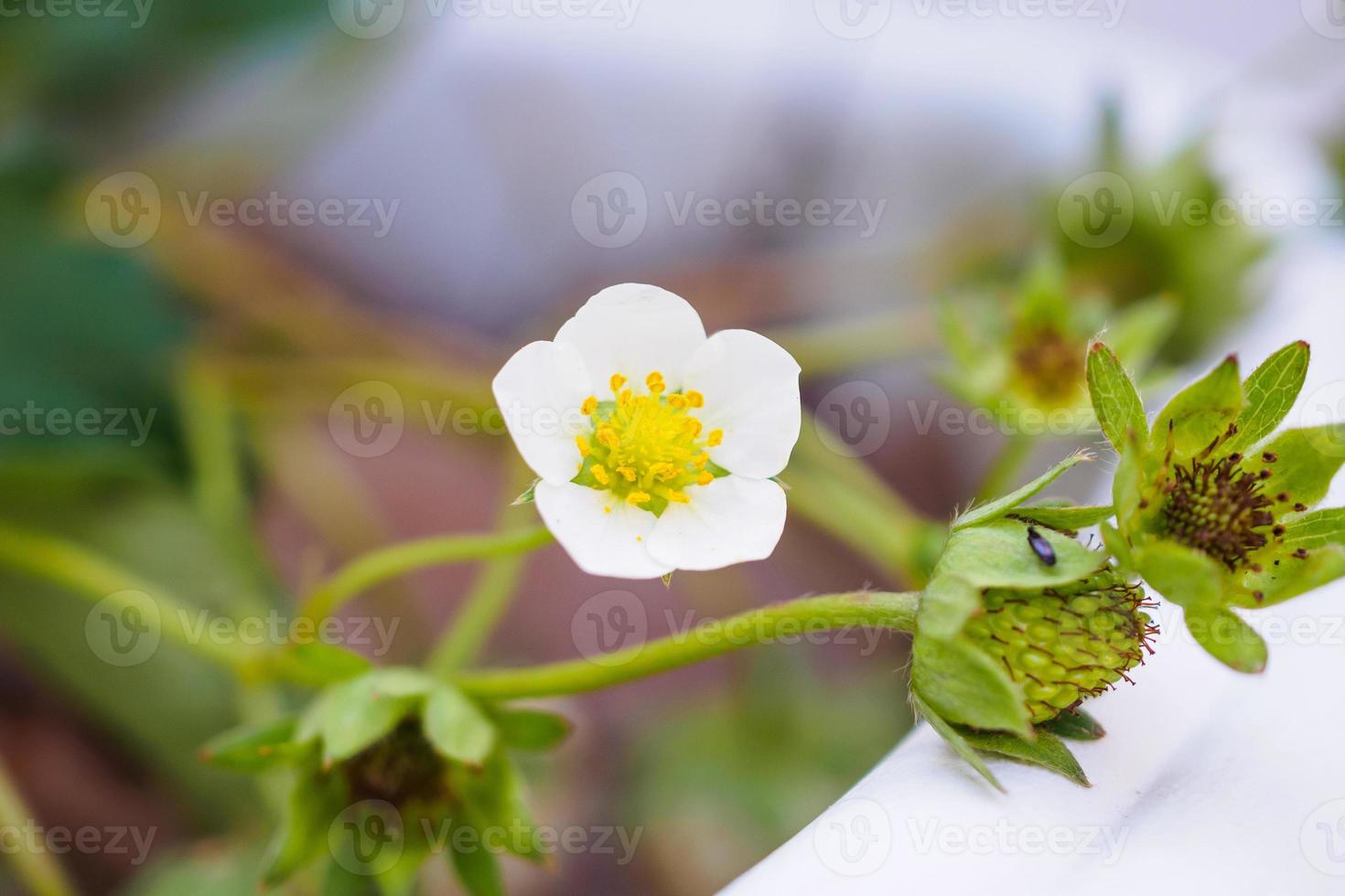 fleur de fraise dans le jardin de la ferme biologique photo