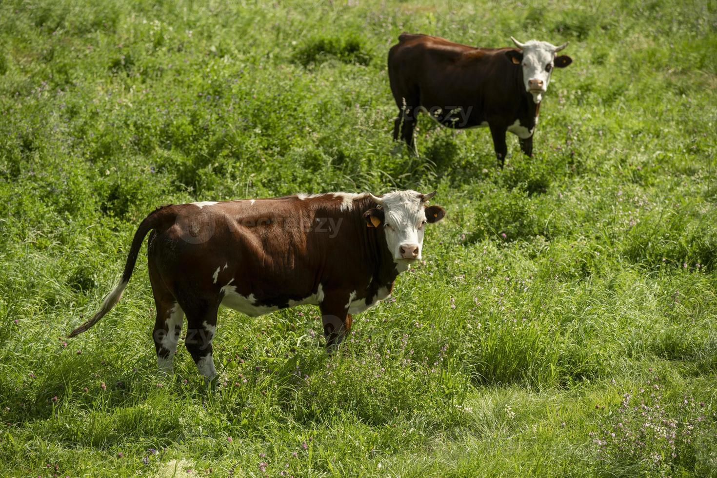 Deux vaches tachetées de brun isolées dans un champ d'herbe verte photo