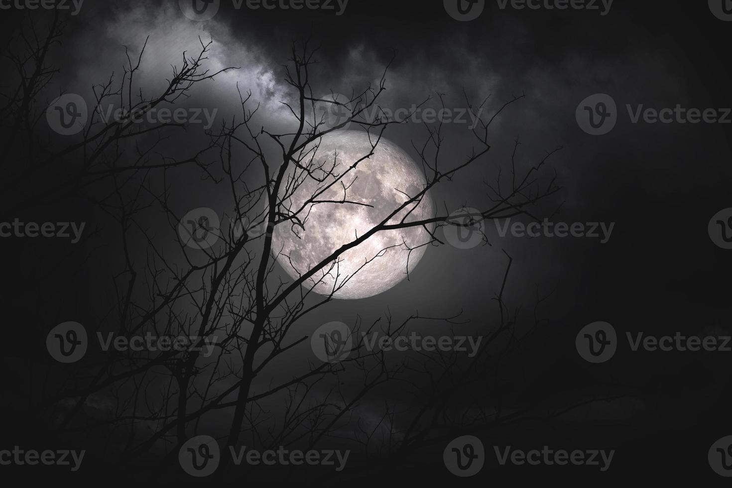 pleine lune et arbre sec nuit d'halloween photo