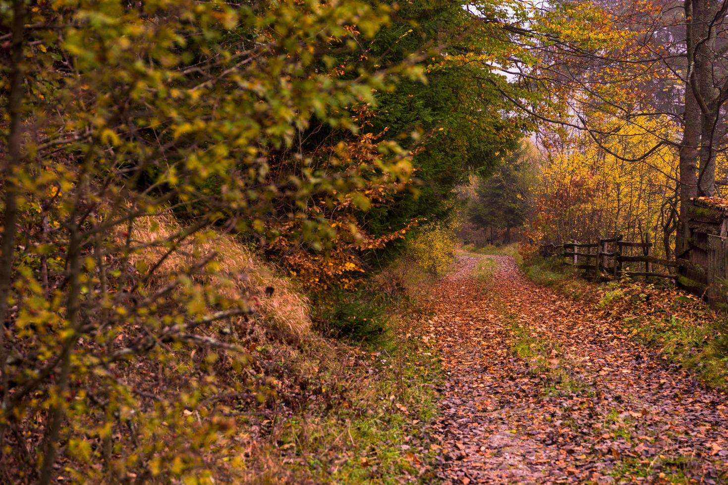 forêt d'automne un matin brumeux photo