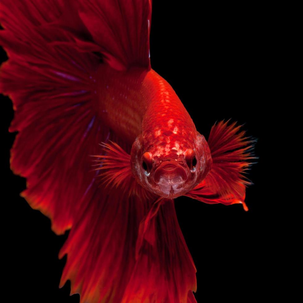 capturez le moment émouvant du poisson de combat siamois rouge isolé sur fond noir. poisson betta dumbo photo
