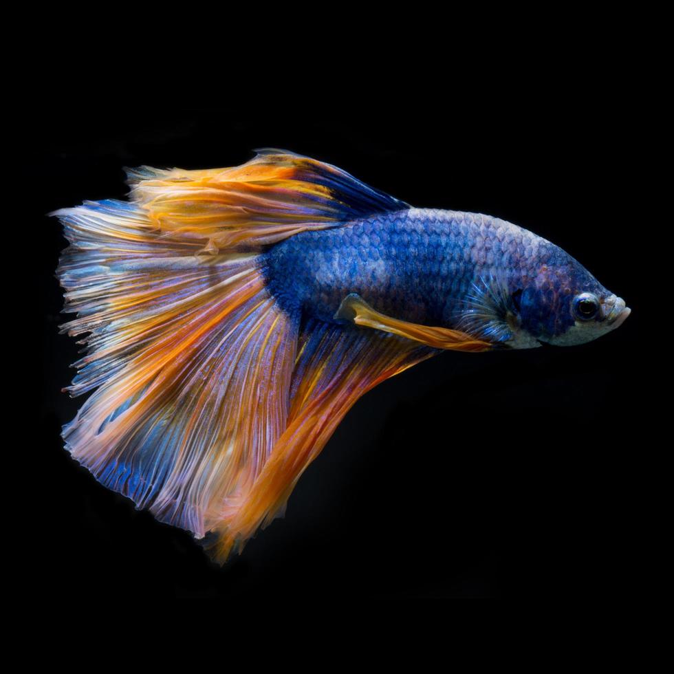 capturez le moment émouvant du poisson de combat siamois bleu jaune isolé sur fond noir. poisson Betta. photo