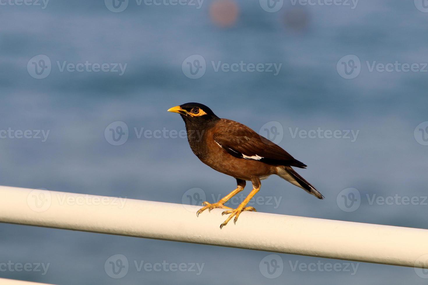 oiseaux dans un parc de la ville au bord de la mer en israël. photo