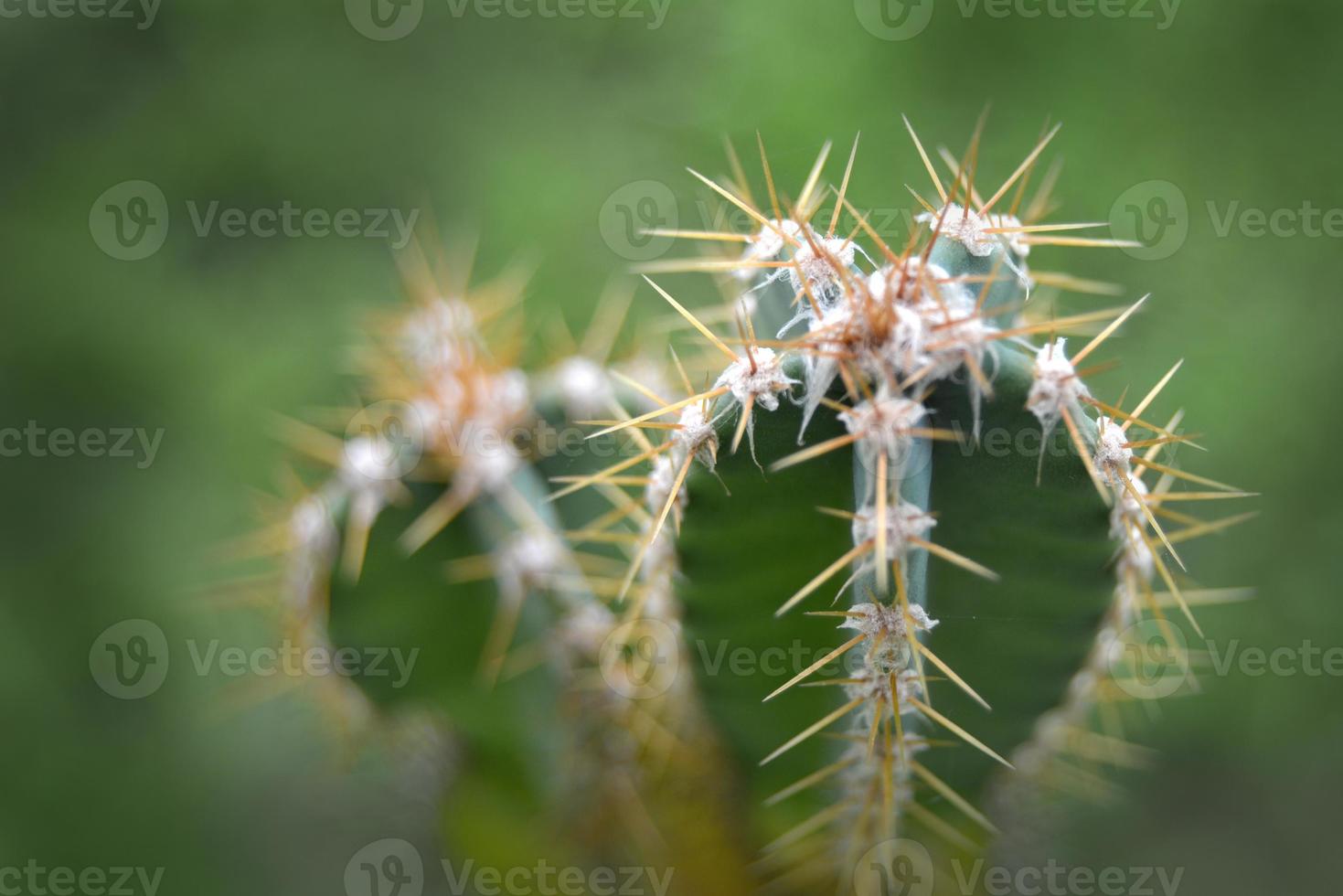 photo gros plan de l'espèce de cactus.