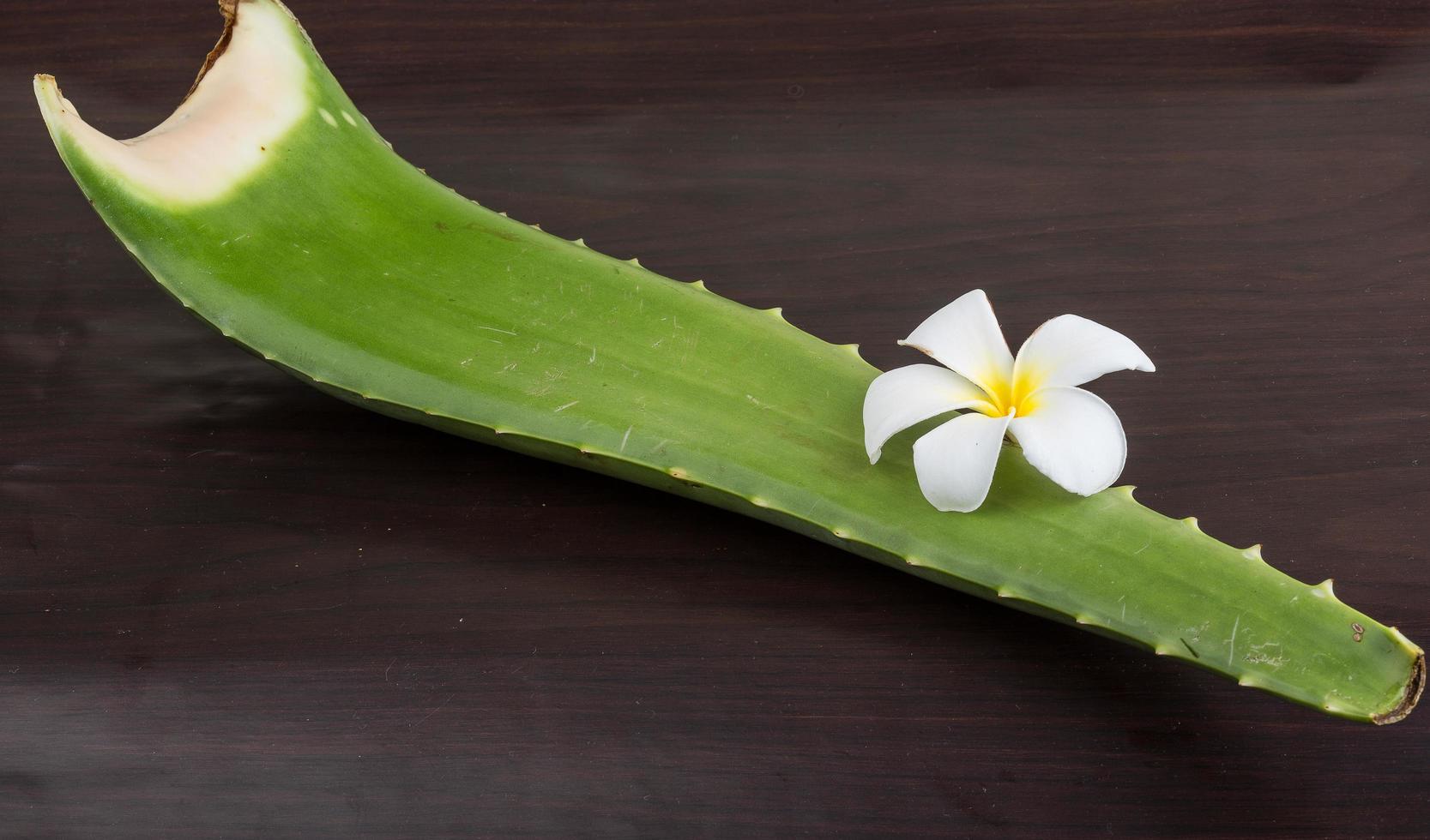 aloe vera sur bois photo