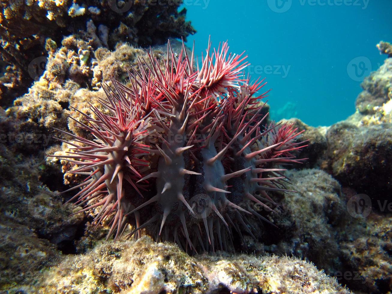 la couronne d'épines, ou acanthaster, est une étoile de mer à faisceaux multiples de la famille des acanthasteridae. il vit sur les récifs coralliens de la mer rouge et des océans tropicaux indien et pacifique. photo