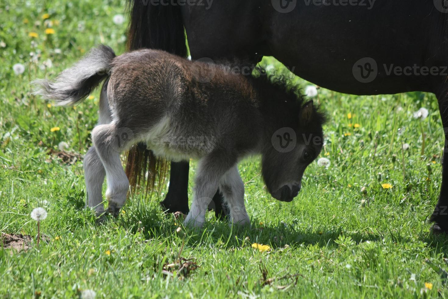 précieux mini cheval poulain marchant sous sa mère photo