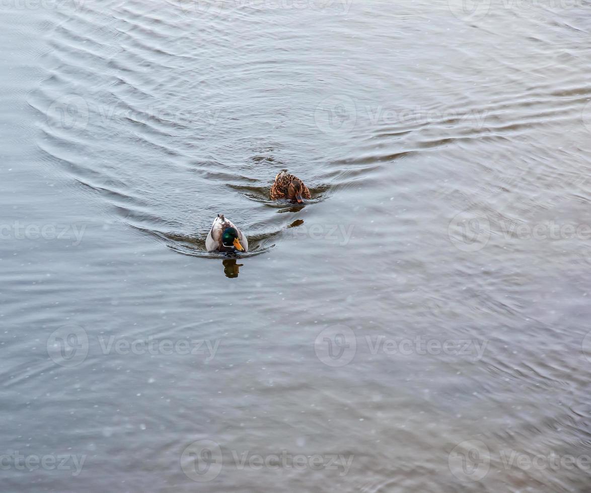 les canards nagent le long de la rive glacée de la rivière. canards sauvages en hiver. la surface de l'eau est partiellement recouverte de glace. photo