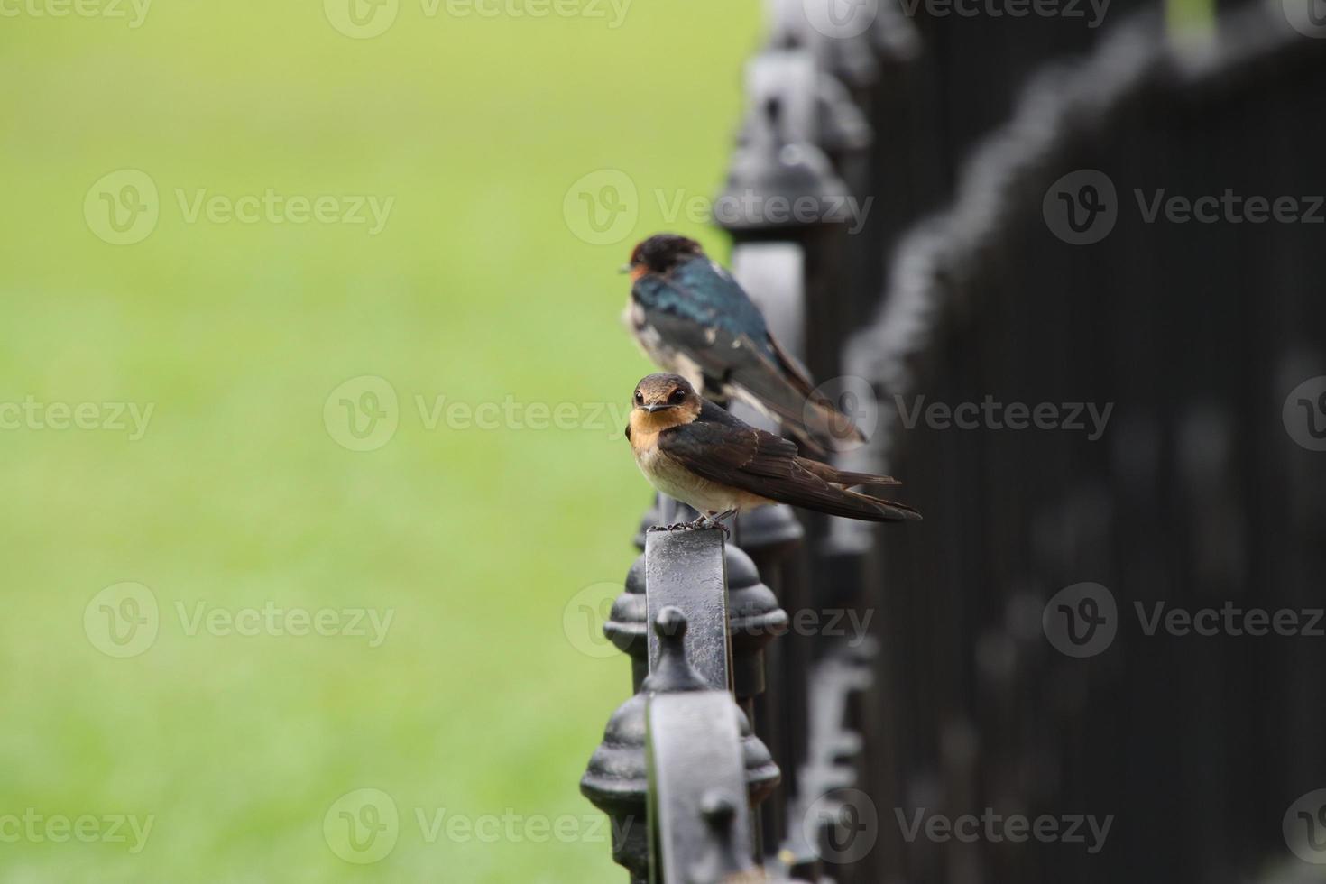 hirondelle pacifique dans un jardin photo