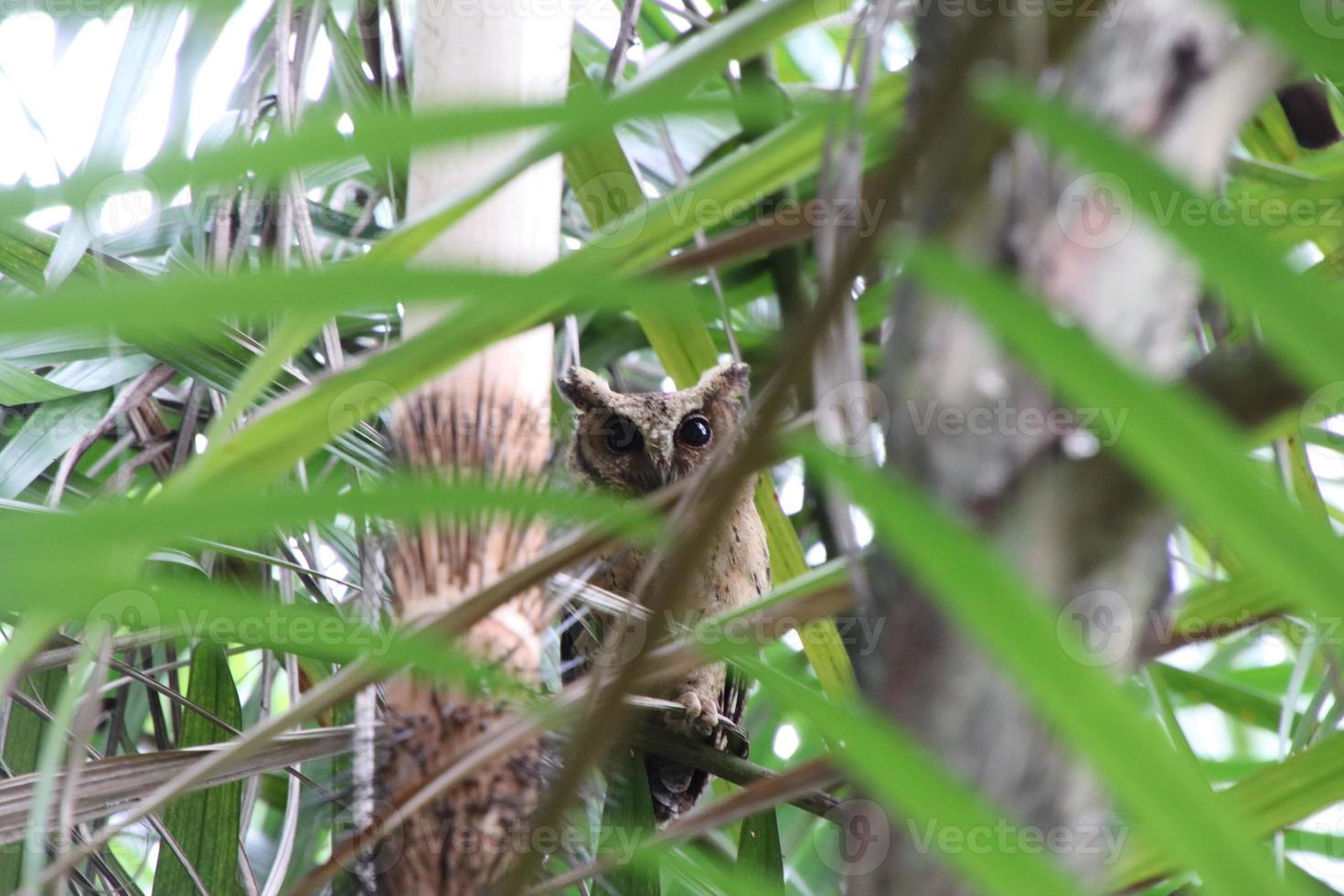 sunda scops owl parmi les palmiers photo