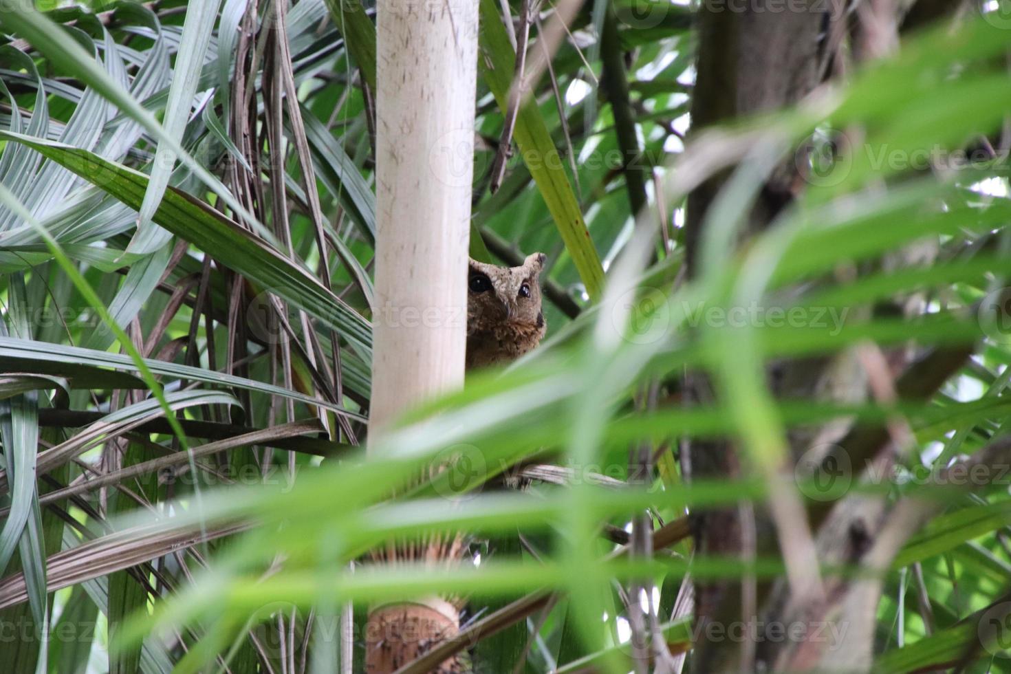 sunda scops owl parmi les palmiers photo