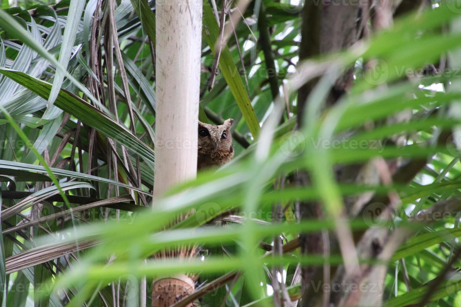 sunda scops owl parmi les palmiers photo