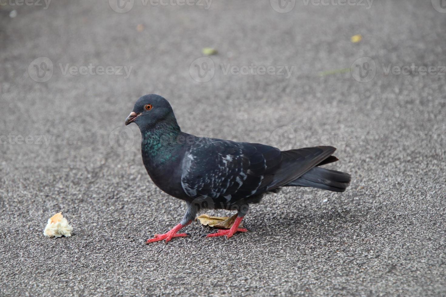 pigeon biset dans un parc photo