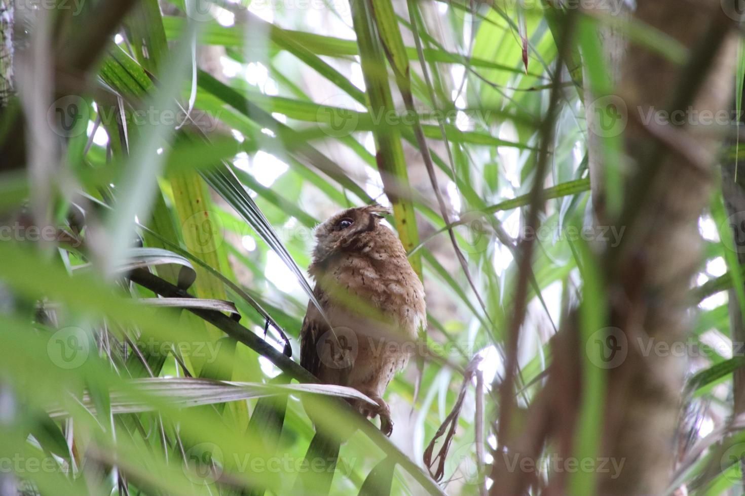 sunda scops owl parmi les palmiers photo
