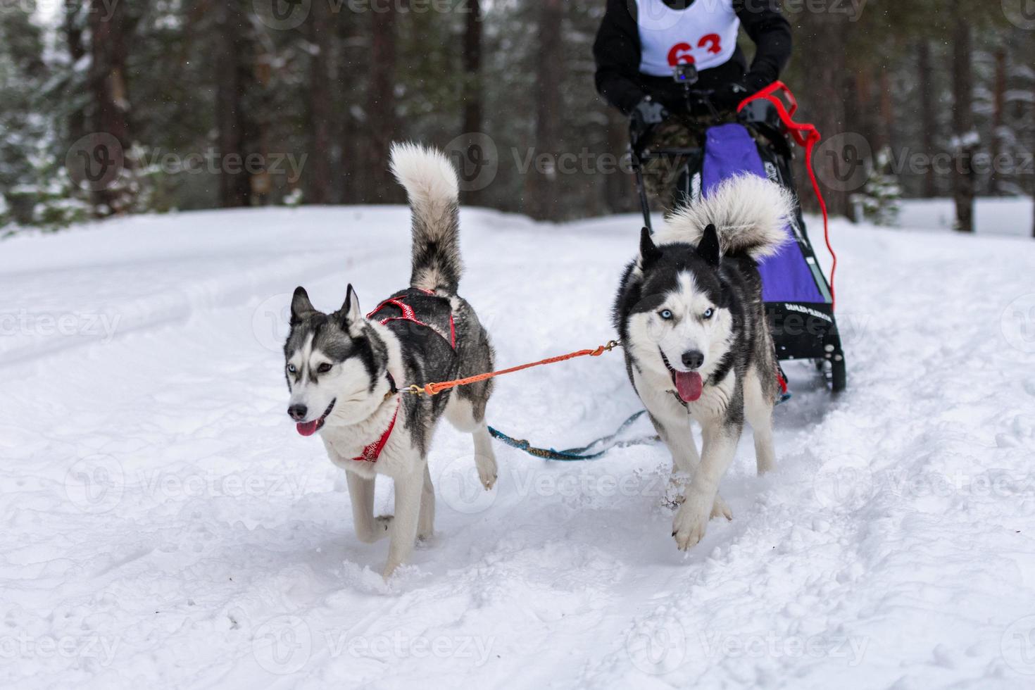 équipe de chiens de traîneau husky en course de harnais et conducteur de chien de traction. courses de chiens de traîneau. compétition de championnat de sports d'hiver. photo