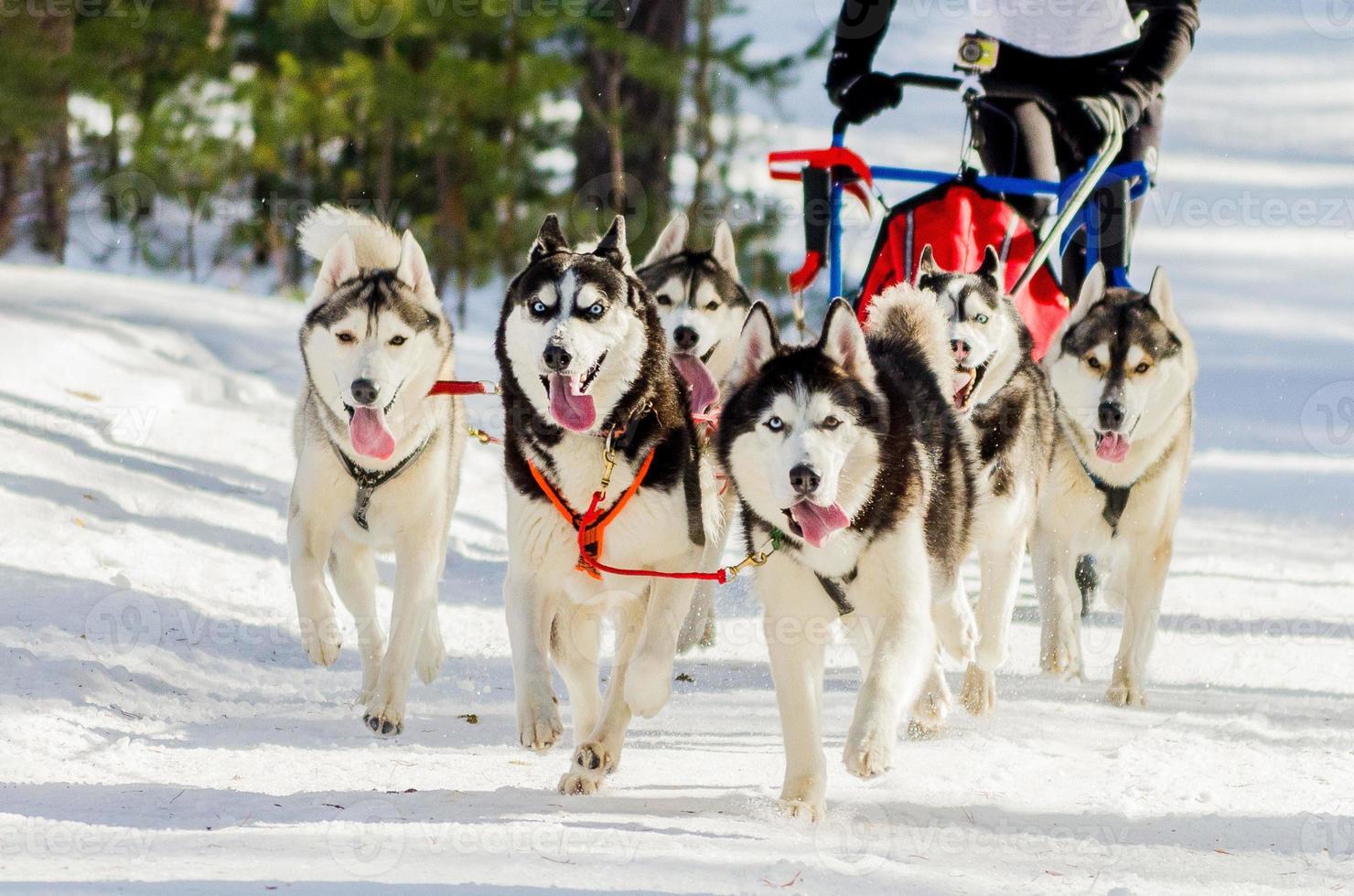 compétition de courses de chiens de traîneau. chiens husky sibériens en harnais. défi du championnat de traîneau dans la forêt froide d'hiver de russie. photo