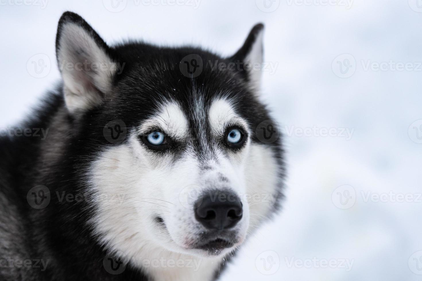 portrait de chien husky, fond neigeux d'hiver. animal de compagnie drôle sur la marche avant la formation de chiens de traîneau. photo