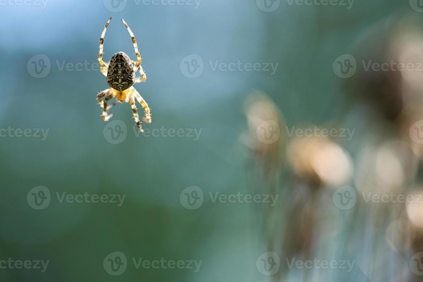 araignée croisée rampant sur un fil d'araignée. un chasseur utile parmi les insectes.blurred photo