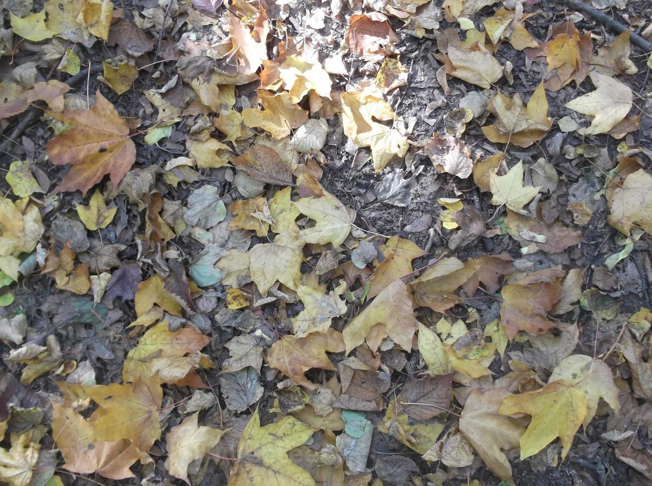 feuilles d'érable d'automne dans le parc photo