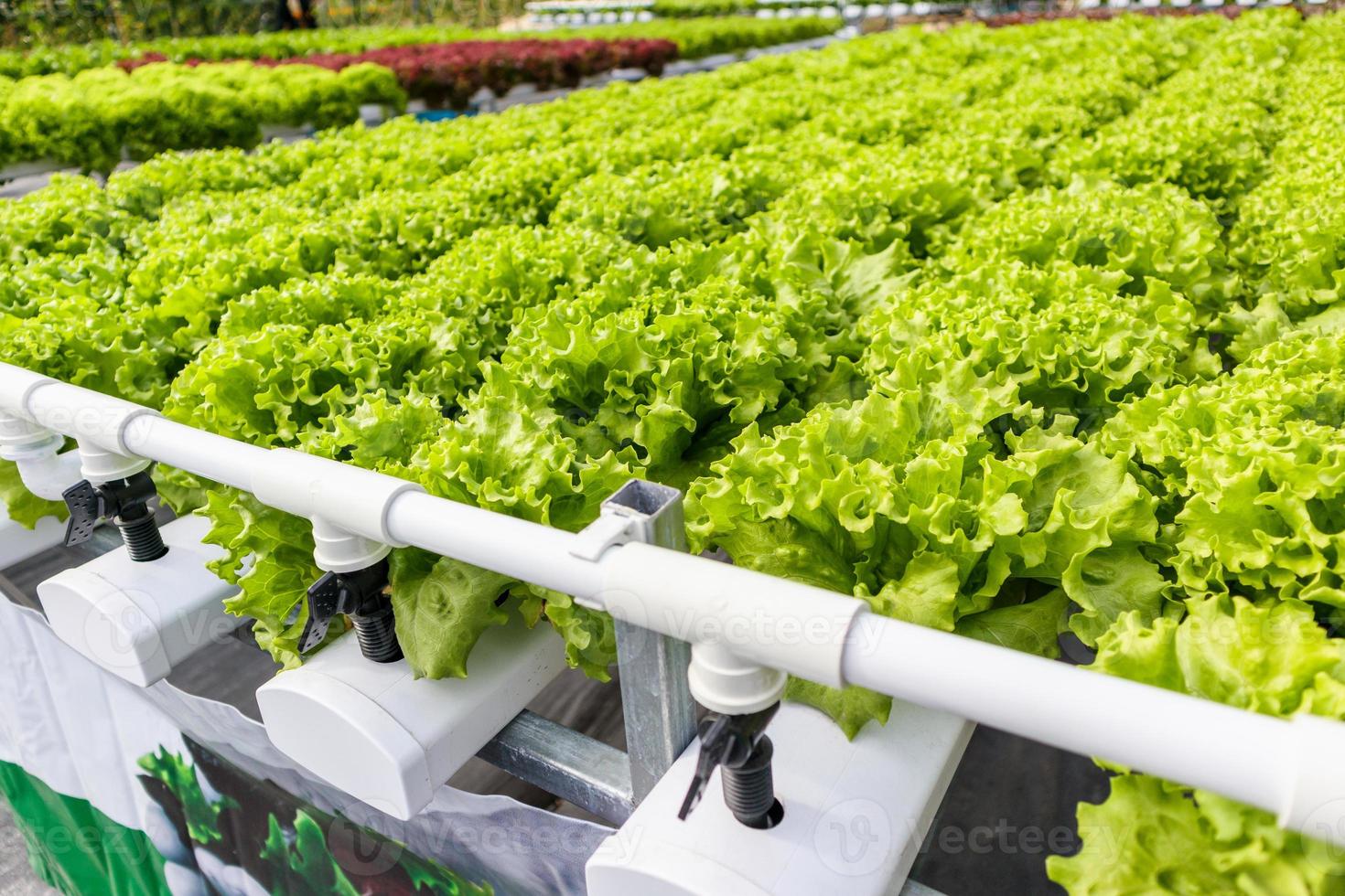 plante de salade de laitue de chêne vert biologique fraîche dans un système de ferme de légumes hydroponique photo