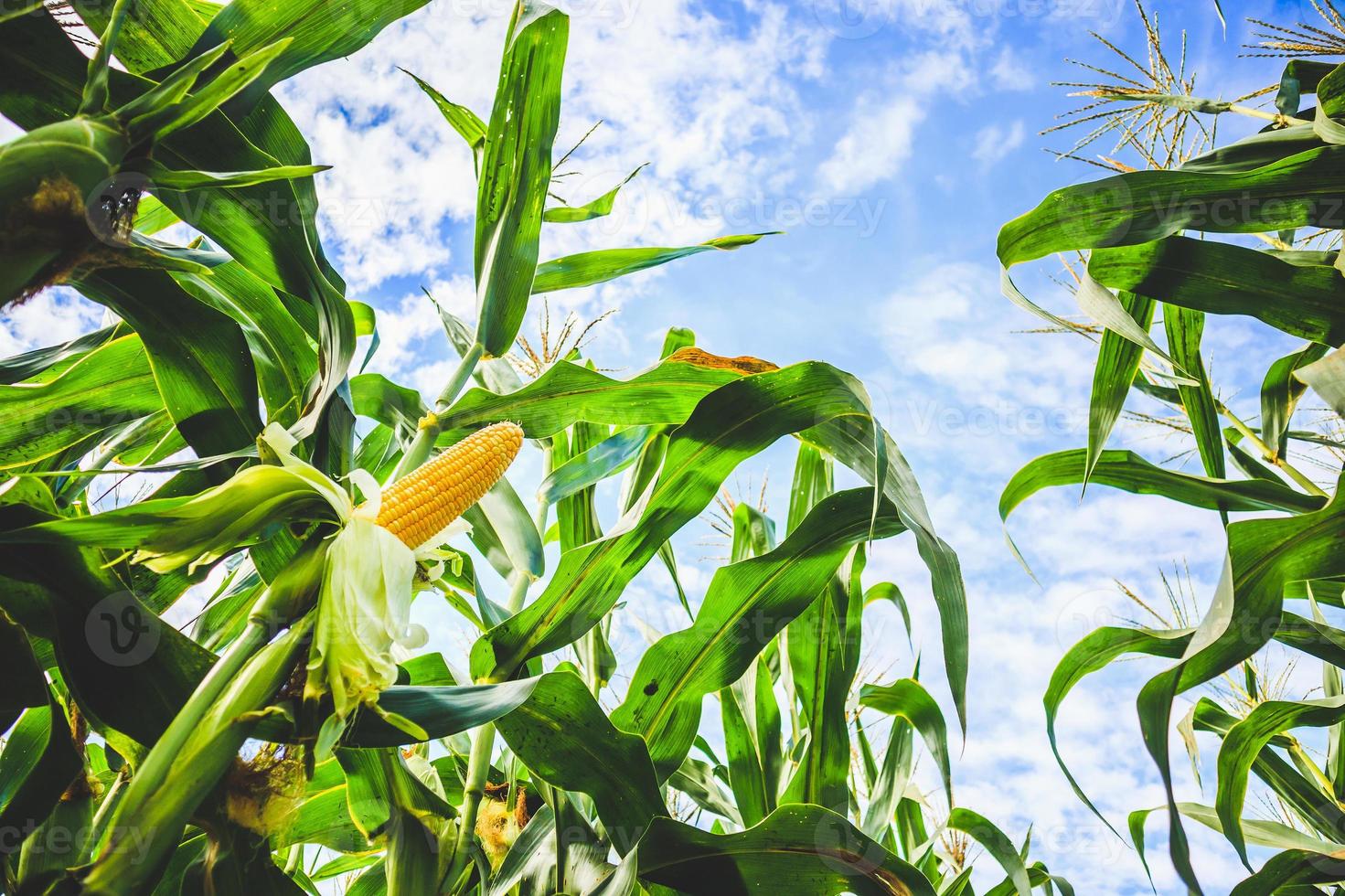 croissance des épis de maïs dans le domaine de l'agriculture en plein air avec nuages et ciel bleu photo