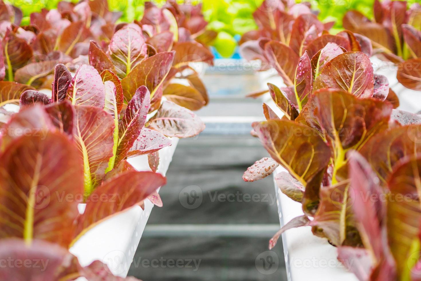 plante de salade de laitue à feuilles rouges biologiques fraîches dans un système de ferme de légumes hydroponique photo