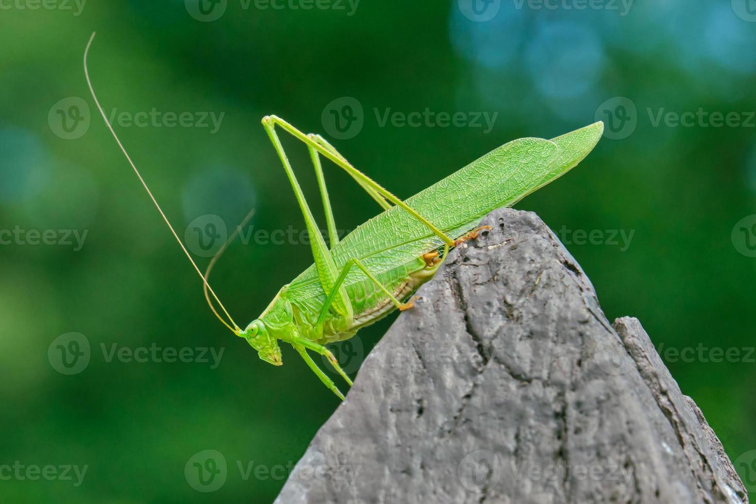 katydid bush du nord est assis sur un poteau de clôture pointu photo