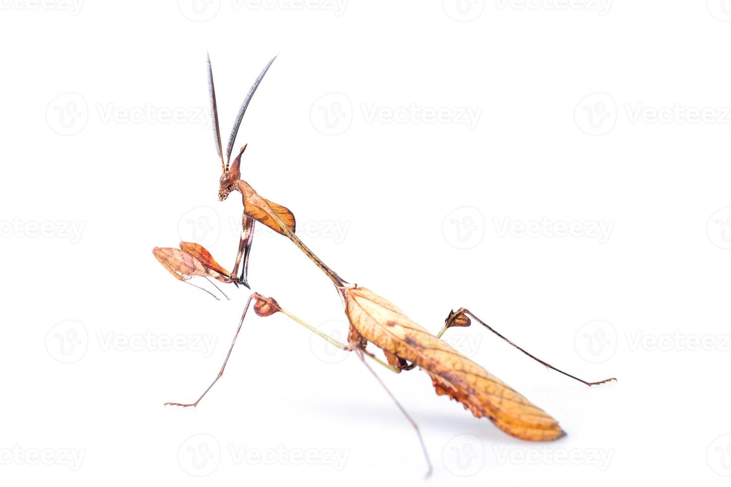 mante brune isolée sur fond blanc, photo