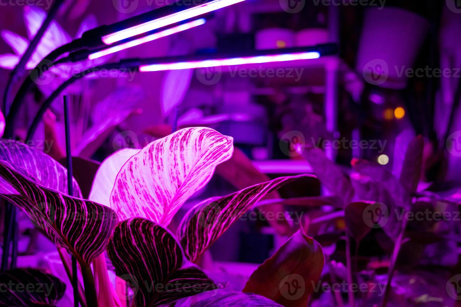 cultiver des plantes d'intérieur avec un éclairage artificiel avec une lampe  ultraviolette. 12813982 Photo de stock chez Vecteezy