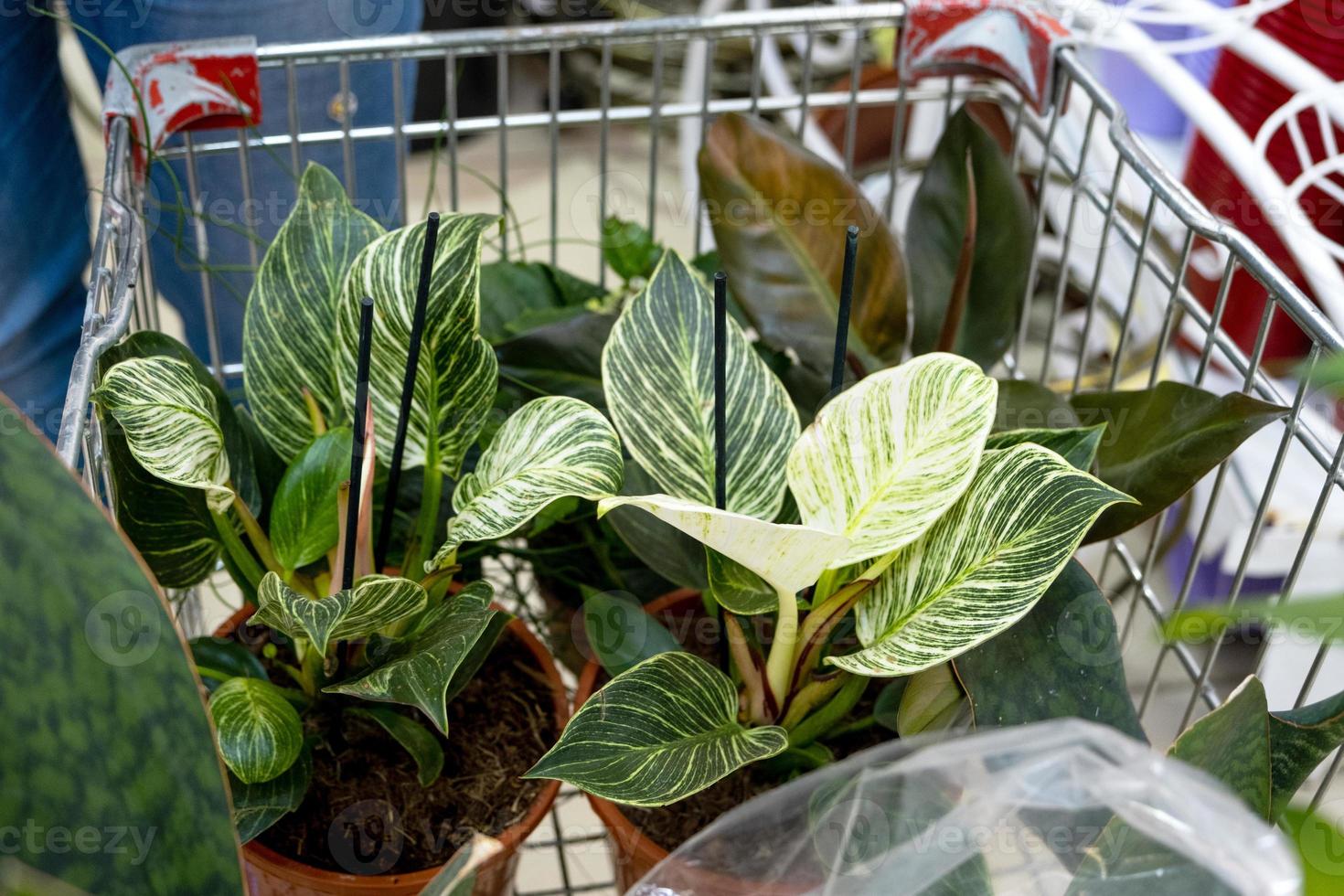 plantes en pot dans un chariot de magasin de fleurs - achat de plantes d'intérieur pour la culture et les soins, en cadeau photo