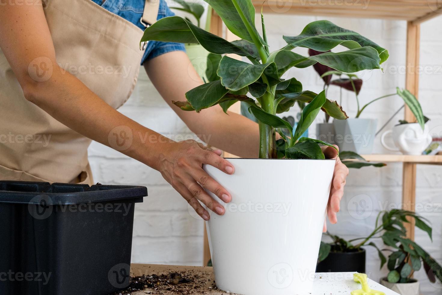 repiquage d'une plante en pot maison bananier musa dans un pot avec arrosage  automatique. replanter dans un nouveau sol, mains de femmes s'occupant  d'une plante tropicale, passe-temps et environnement 12814766 Photo de