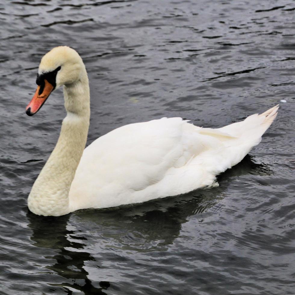 une vue d'un cygne muet photo