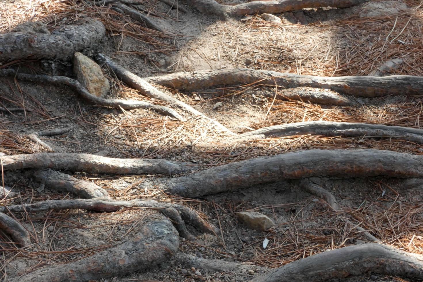 racines de pin sortant du sol à la recherche d'eau et de nutriments photo