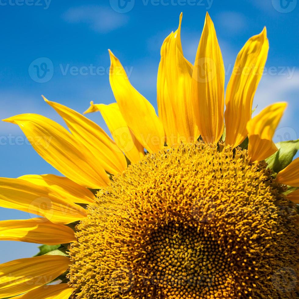 champ de tournesols. ciel bleu vif photo