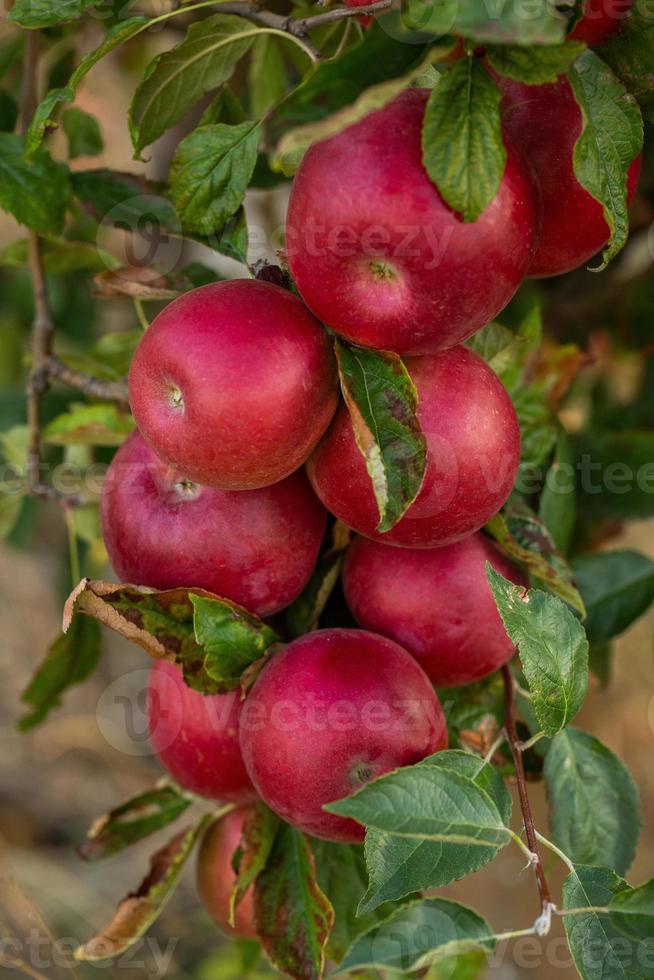 pommes fraîches du verger. récolte de pommes prête à être cueillie dans le verger de la république de moldavie. photo