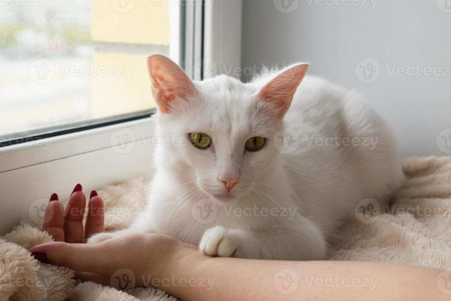 adorable chat blanc aux yeux verts grands ouverts est allongé sur une couverture rose près de la fenêtre et tenant la main de son propriétaire, vue de face. photo