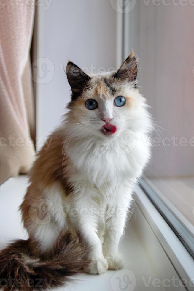 portrait d'adorable chat moelleux en écaille de tortue aux yeux bleus tirant la langue assis près d'une fenêtre. photo