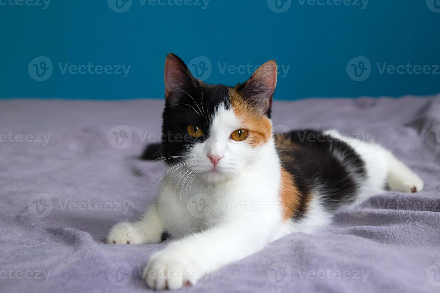 le joli chat en écaille de tortue repose sur la couverture violette sur un lit. photo