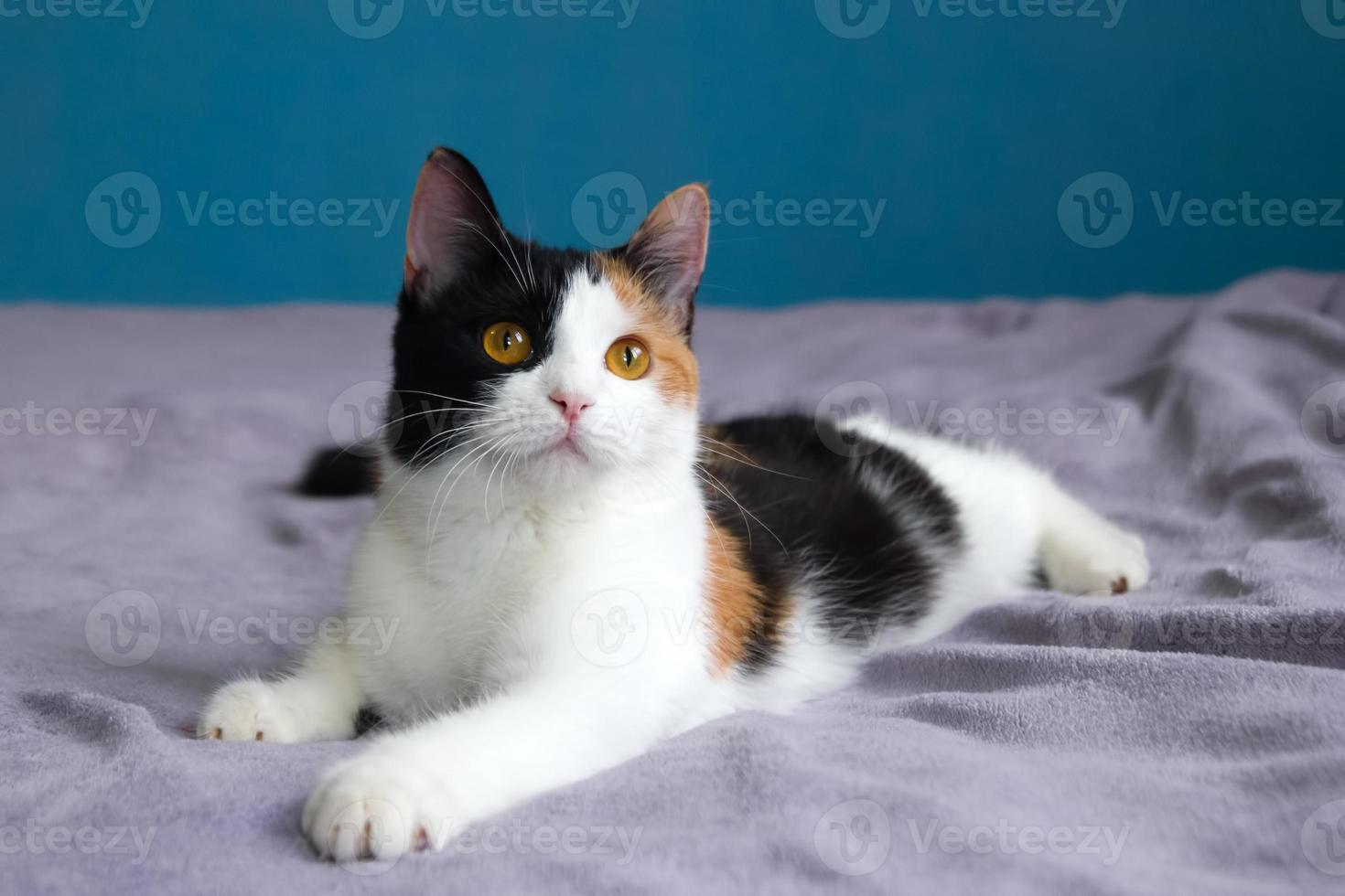 le joli chat en écaille de tortue repose sur la couverture violette sur un lit. photo