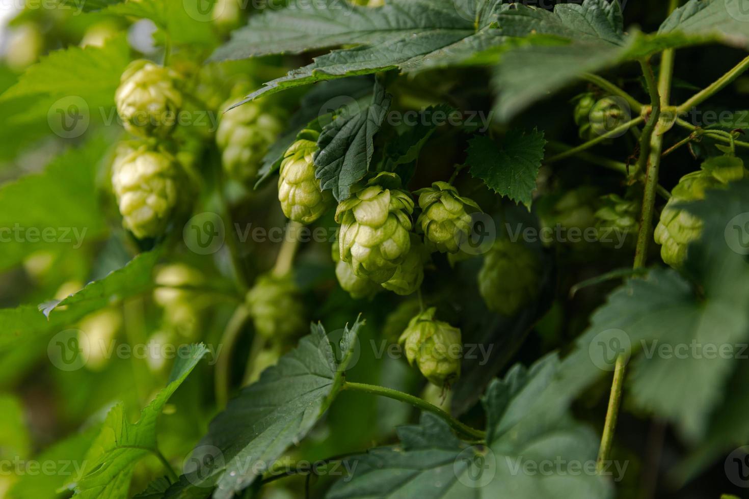 concept d'agriculture et d'agriculture. cônes de houblon bio mûrs verts frais pour faire de la bière et du pain, gros plan. houblon frais pour la production brassicole. plante de houblon poussant dans le jardin ou la ferme. photo